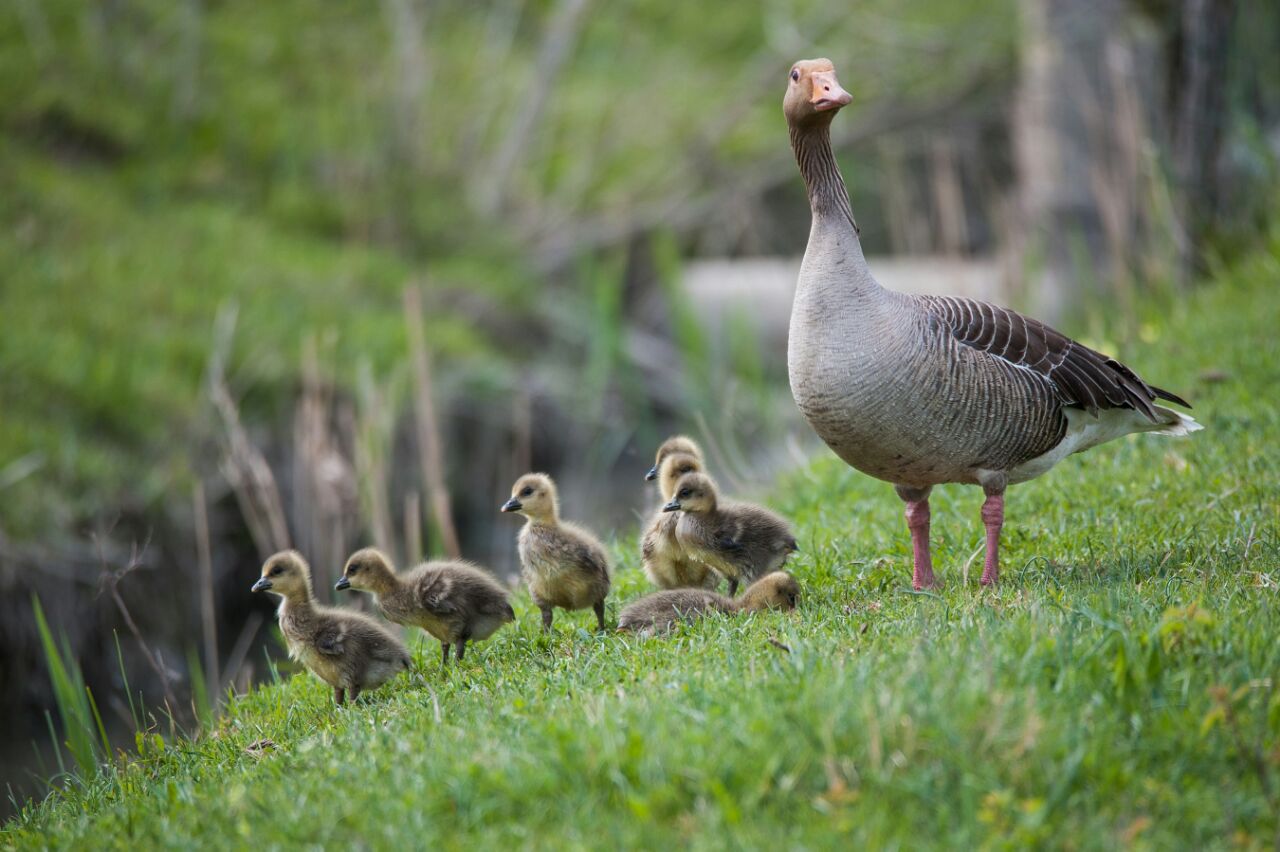 Canada Geese Canada Goose Historia Para Niños Visite La Granja –